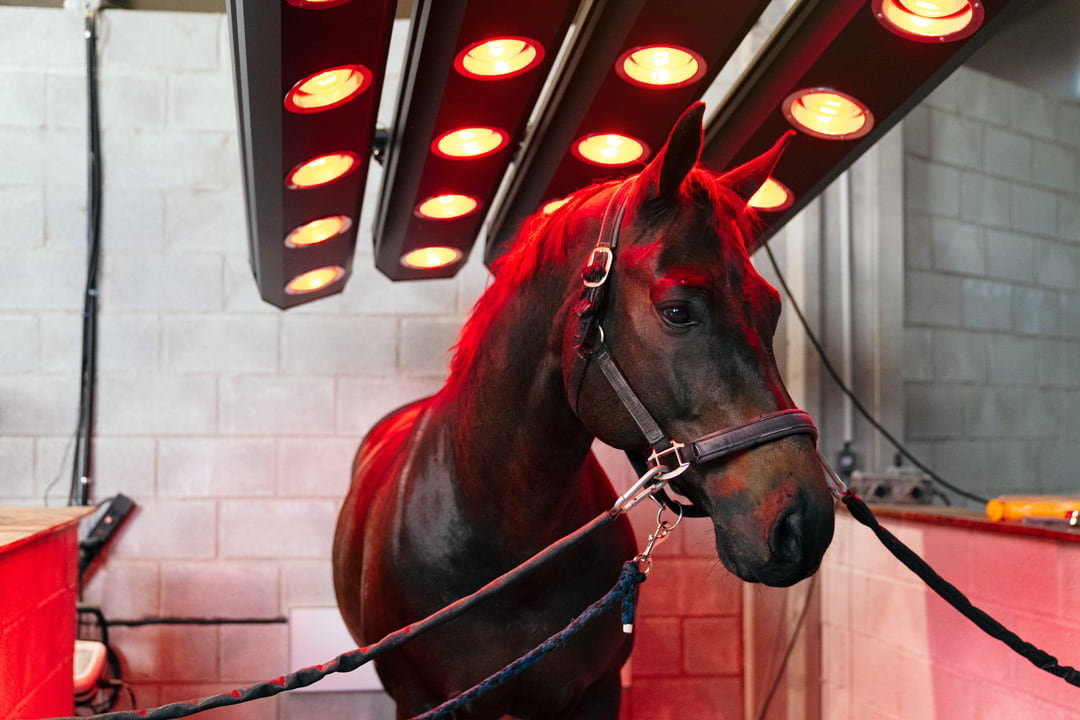 Caballo en tratamiento medico