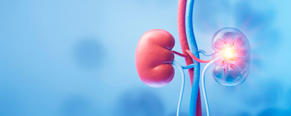 Fisiología Renal Integrada