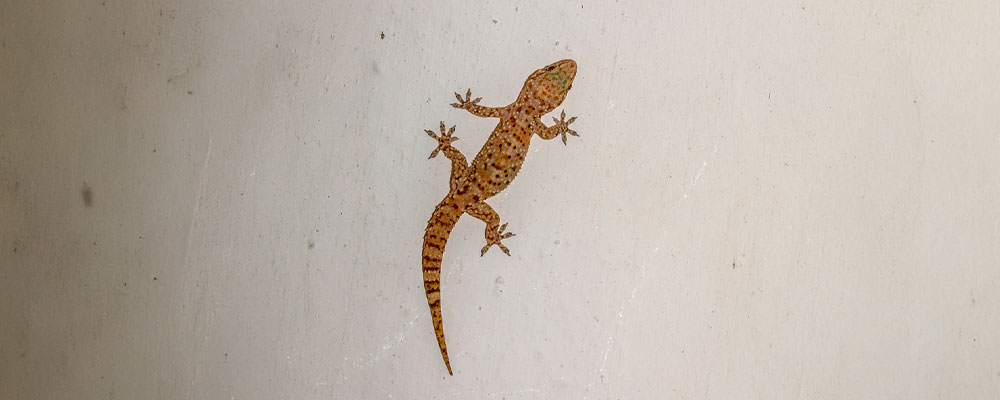 Geco mediterráneo sobre una pared clara, visto desde arriba, con cuerpo moteado y patas extendidas.
