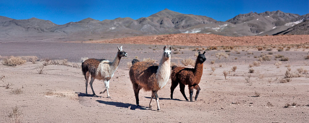 Charla: Camélidos Sudamericanos Silvestres