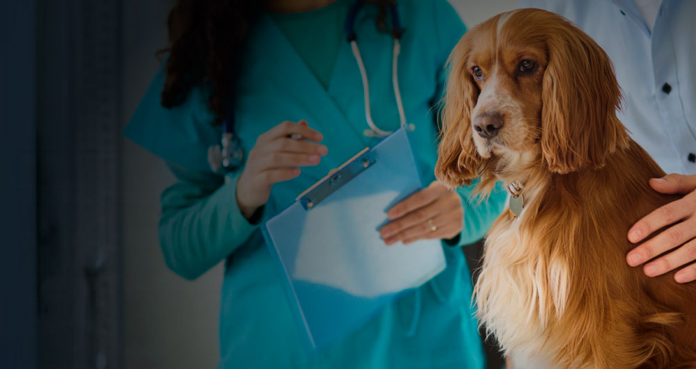Perro en consulta veterinaria junto a profesionales de la salud animal revisando una ficha clínica.