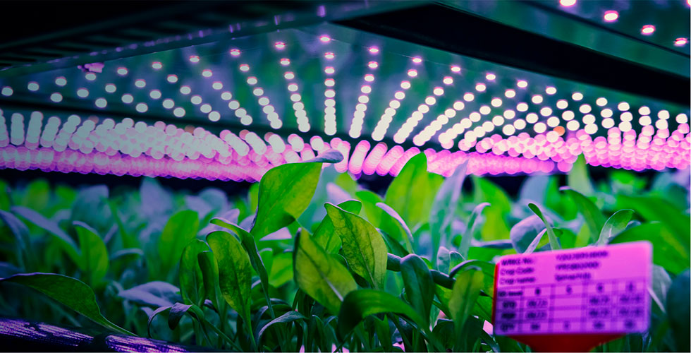 Cultivo interior de hortalizas con luces LED de crecimiento y tecnología de agricultura urbana vertical.