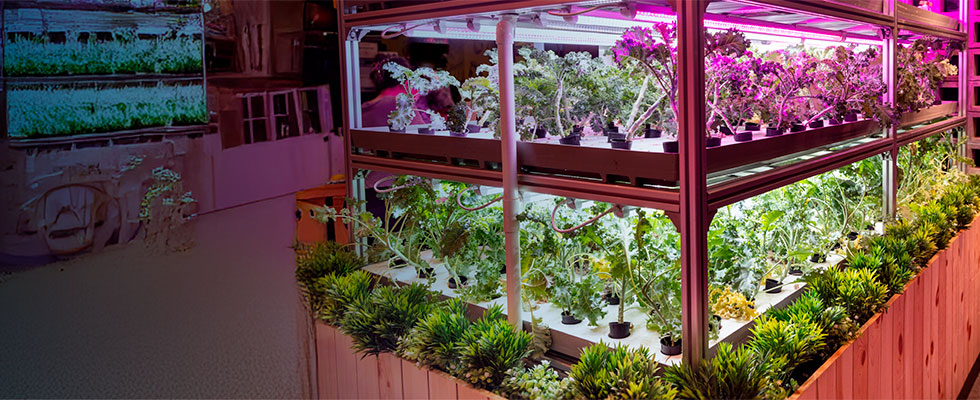 Una granja vertical hidropónica de interior con múltiples niveles, iluminada por luces LED de cultivo especializadas en las que se observan plantas de hojas verdes.