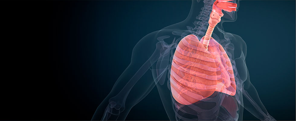 Ilustración médica en 3D que muestra una vista transparente del torso humano, destacando el sistema respiratorio con los pulmones y la tráquea resaltados en rojo.
