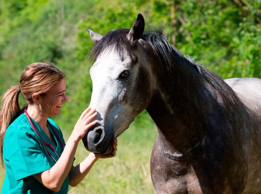 Magíster en Bienestar Animal y Etología Aplicada